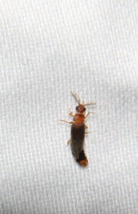 Distremocephalus texanus