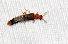 Distremocephalus texanus