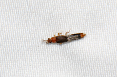 Distremocephalus texanus