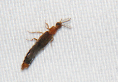 Distremocephalus texanus