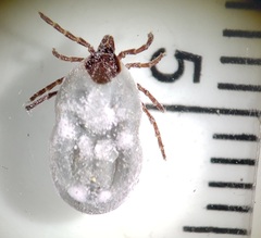 Ixodes cookei