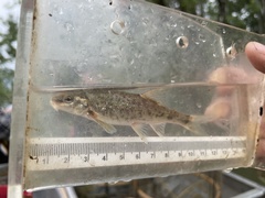 Leopard Dace photo 2