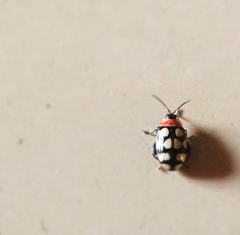 Alagoasa trifasciata
