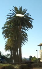 Phoenix canariensis