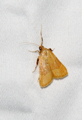 Parachma ochracealis