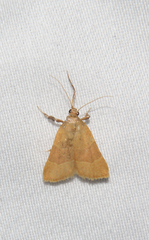 Parachma ochracealis