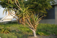 Aloidendron
