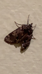 Aglossa caprealis