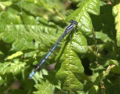 Enallagma doubledayi