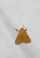 Parachma ochracealis