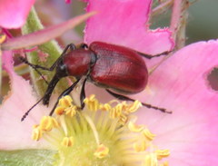 Attelabidae