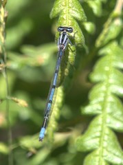 Enallagma doubledayi