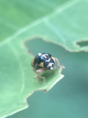 Griburius scutellaris