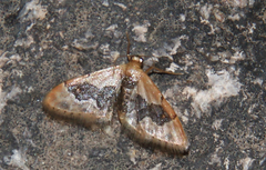 Idaea gemmata
