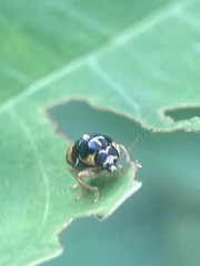 Griburius scutellaris