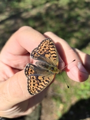 Boloria tritonia