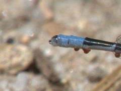 Enallagma doubledayi