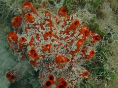 Tedania ignis