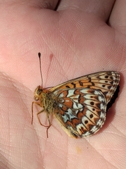 Boloria tritonia