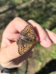Boloria tritonia