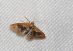Idaea gemmata