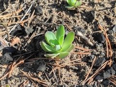 Orostachys malacophylla
