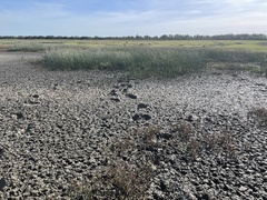 Schoenoplectus subulatus