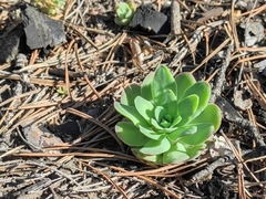 Orostachys malacophylla