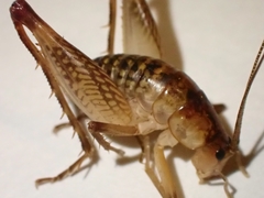 Ceuthophilus maculatus