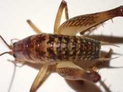 Ceuthophilus maculatus