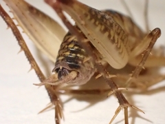 Ceuthophilus maculatus