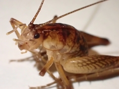 Ceuthophilus maculatus