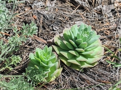 Orostachys malacophylla