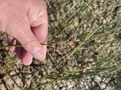 Fimbristylis ferruginea