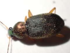 Anomoglossus