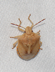 Thyanta custator accerra