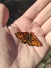 Boloria tritonia