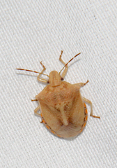 Thyanta custator accerra