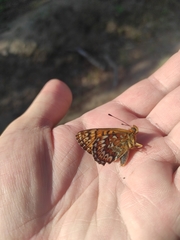 Boloria tritonia