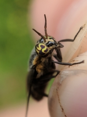 Chrysops cincticornis