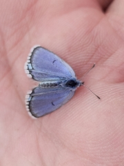 Pseudophilotes jacuticus