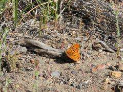 Speyeria callippe nevadensis