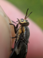 Chrysops cincticornis