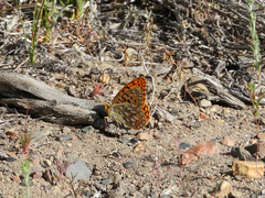 Speyeria callippe nevadensis