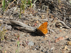 Speyeria callippe nevadensis