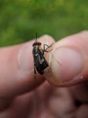 Chrysops cincticornis