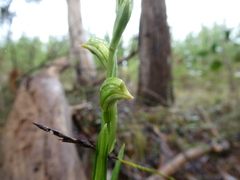 Pterostylis viriosa