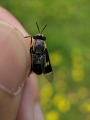 Chrysops cincticornis