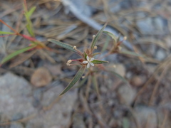 Collomia tinctoria