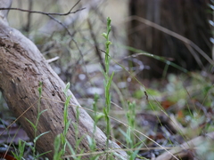 Pterostylis viriosa